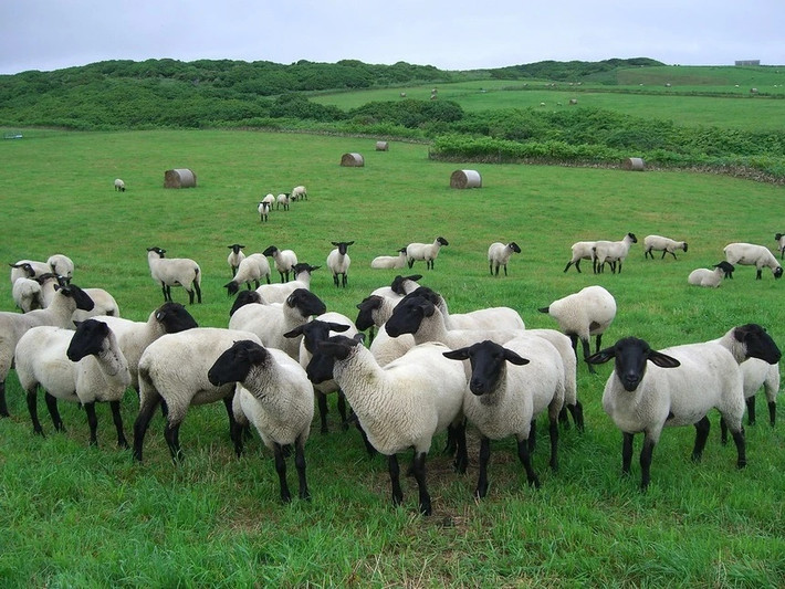 Đảo cừu Yagishiri: Đảo Yagishiri nằm cách Hokkaido 25 km về phía tây. Khoảng 1/3 hòn đảo được bao phủ bởi rừng. Đảo Yagishiri còn được biết đến với giống cừu Suffolk, có nguồn gốc từ Anh. Du khách có thể ngắm chúng thư giãn và ăn cỏ trên một đồng cỏ rộng lớn.