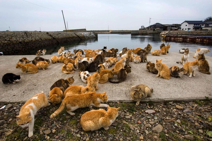 Hiện nay, đảo mèo Tashirojima chỉ có khoảng 100 người đang sinh sống, trong khi đó số lượng mèo lên tới vài trăm con. Nơi đây thậm chí còn có cả đền thờ mèo là Neko jinja.
