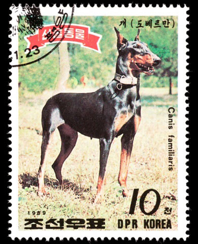 Con tem in hình chó dữ phát hành năm 1989.