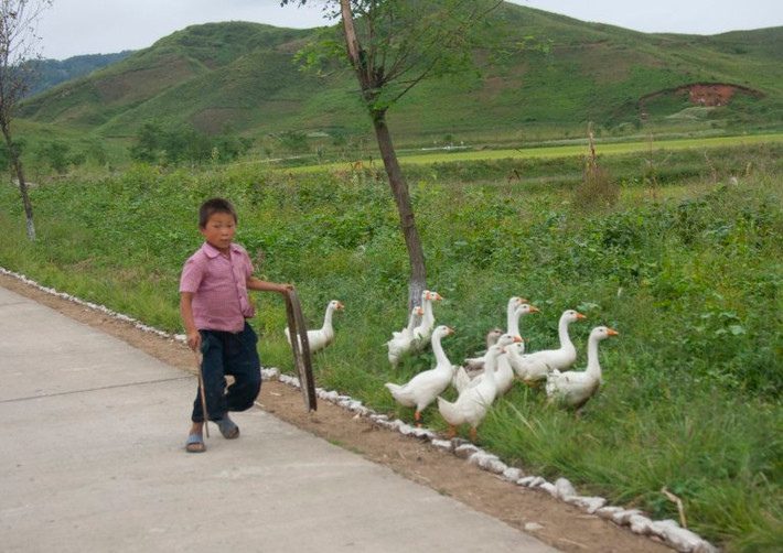 Cậu bé xua đàn vịt dọc con đường ở Chonsam, Triều Tiên. Ảnh: Eric Lafforgue.