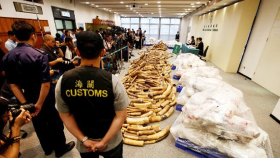 Hong Kong buôn bán ngà voi đã hơn 150 năm qua. Các nhà hoạt động môi trường cho rằng việc săn bắt voi trộm đang đẩy loài này vào nguy cơ tuyệt chủng. Ảnh: Reuters.