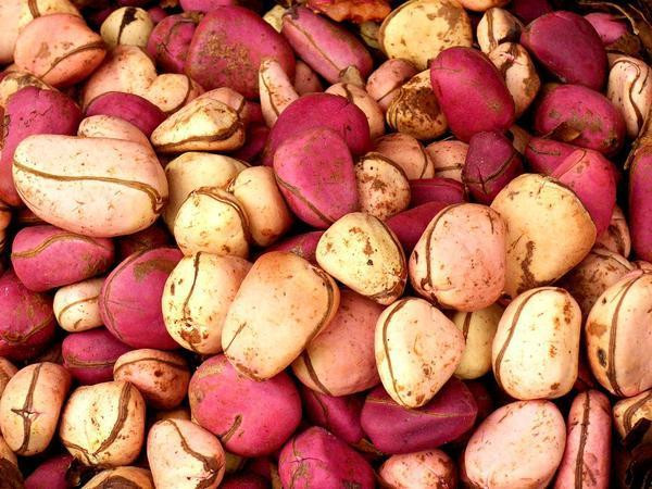 Hạt Kola trong lễ cưới ở Nigeria: Hạt của cây Kola được xem như một phần của hồi môn cho cô dâu ở Nigeria. Tại lễ cưới của bộ tộc Igbo, các hạt này được gói bọc xinh xắn và phục vụ trong bữa tiệc như một biểu tượng cho sự hài hòa, kết nối giữa những điểm khác biệt của cô dâu, chú rể. Ảnh: Pinimg.