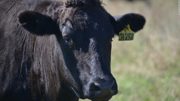 Wagyu đơn giản có nghĩa là "bò Nhật Bản". Trước đây, loài bò này được dùng để phục vụ các công việc nặng nhọc, thường là làm đồng. Giống bò Wagyu có 2 màu chính là trắng và đen, trong đó giống màu đen cho thịt chất lượng hơn.
