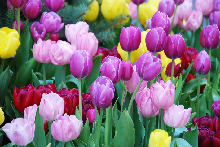 Vào thế kỷ 16, các thương nhân Thổ Nhĩ Kỳ đã giới thiệu hoa tulip sang châu Âu.