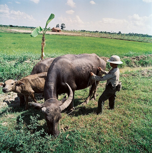 Bé trai học toán trên lưng trâu.