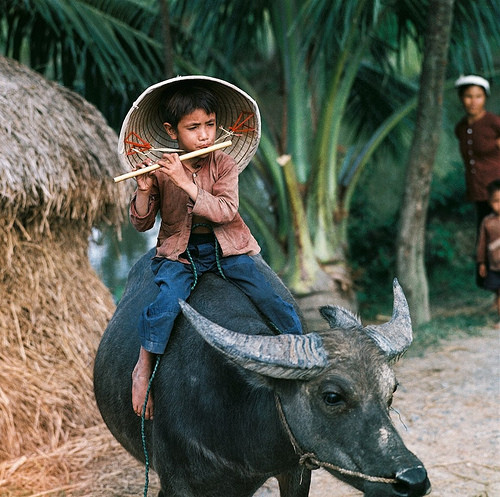 Ảnh chụp bé trai cưỡi trâu, thổi sáo năm 1961.