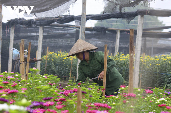 "Hoa năm nay dễ bán hơn năm ngoái, nhưng không có nhiều. Cũng bởi dịch Covid-19 khiến chúng tôi không dám trồng nhiều", chị Mai chia sẻ.