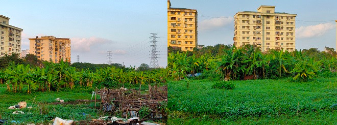 … hoặc trồng chuối.
