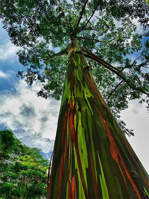 12. Cây bạch đàn cầu vồng trên hòn đảo Kauai, thuộc quần đảo Hawaii, Mỹ Loài cây bạch đàn cầu vồng này thay vỏ nhiều lần trong năm. Sau mỗi quá trình thay vỏ, cây lại để lộ ra một lớp màu xanh lá nhạt. Sau đó, lớp vỏ bên trong dần sẫm màu hơn và chuyển thành màu xanh da trời, cam và nâu sẫm trông như một bức tranh tuyệt đẹp. Ngoài ra, màu sắc đặc biệt của loài cây này còn được dùng để sản xuất giấy và mọc khắp ở miền Nam Thái Bình Dương.