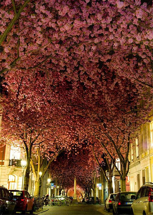 6. Cây hoa anh đào ở thành phố Bonn, Đức Mỗi năm cứ đến tháng Tư, một con đường tại thành phố Bonn, Đức biến thành một đường hầm hoa anh đào đẹp mê hoặc. Khi đi bộ dưới đường cây này, bạn sẽ có cảm giác khoan khoái và quên đi những ồn ào, xô bồ của cuộc sống phố thị.