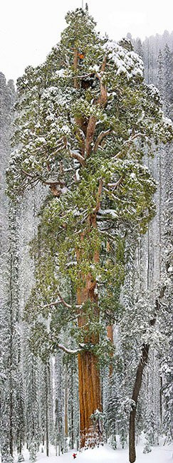 10. Cây cù tùng khổng lồ ở vườn quốc gia Sequoia, bang California, Mỹ Cây cù tùng khổng lồ này tên là President, 3.200 năm tuổi và cao khoảng 75 mét, chu vi 28 mét, tương đương một tòa nhà cao 20 tầng, nằm ở vườn quốc gia Sequoia, California, Mỹ. Đây là cây cổ thụ lớn thứ ba trên thế giới sở hữu độ cao chọc trời. Đặc biệt, cây President là một trong những kỳ quan rất nổi tiếng của Mỹ.