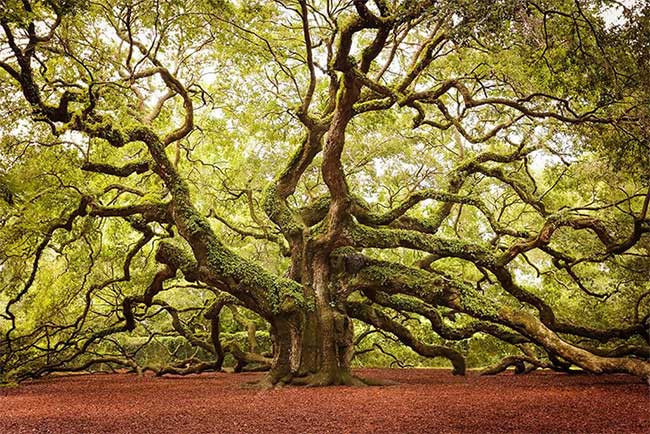7. Cây sồi Thiên thần nằm trên hòn đảo John, bang South Carolina, Mỹ Cây sồi 1.500 tuổi ở Charleston, Nam Carolina, Mỹ được biết đến như một câu chuyện cổ tích và là tài sản quý giá của nơi đây. Cây sồi Thiên thần này có chiều cao 20m, đường kính 8,5m và độ che phủ lên tới 1.600m2, nhánh cây dài nhất của nó có chiều dài 56m. Với tuổi thọ khoảng 1.400 đến 1.500 tuổi, cây sồi này được xem là một trong những sinh vật sống lâu đời nhất ở phía bờ đông của dòng sông Mississippi, Mỹ.