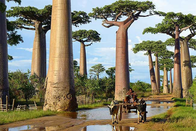 15. Cây bao báp ở Madagascar Cây bao báp thuộc họ Gạo và là một trong tám loại cây đặc biệt chỉ sống ở Madagascar, châu Phi hoặc châu Úc. Cây bao báp có khả năng sinh tồn rất mạnh mẽ, ngay cả khi sống ở những nơi có điều kiện sống khắc nghiệt nhất. Nó được xem như biểu tượng cho những vùng đất khô cằn của châu Phi. Người dân nơi đây tận dụng thân cây khổng lồ của cây bao báp làm đồ chứa nước khi hạn hán.