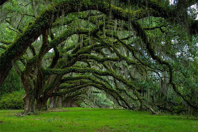 14. Đại lộ cây sồi già ở Nam Carolina, Mỹ Những cây sồi cổ thụ này được trồng từ năm 1790 tại con đường Sixie Plantation, thuộc bang South Carolina, Mỹ.