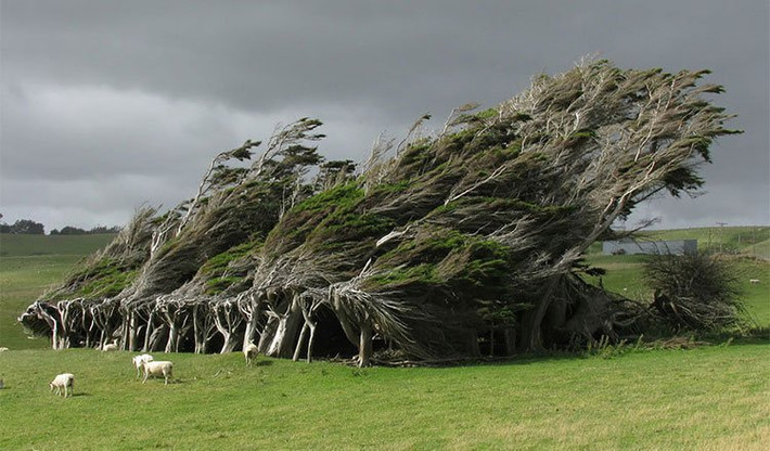 3. Cây bão táp ở Slope Point, phía Nam New Zealand Loài cây bão táp này có hình dạng rất độc đáo, chúng mọc xoắn lại với nhau và xuôi theo một chiều, do luôn phải oằn mình chịu những trận gió khốc liệt và lạnh lẽo từ Nam cực thổi tới.
