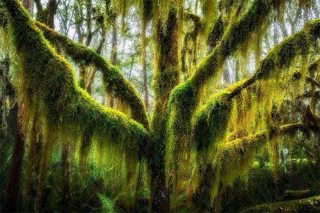 5. Cây sồi Nam cực phủ đầy rêu ở bang Oregon, Mỹ Loài cây sồi này có nguồn gốc từ Chile và Argentina và phát triển mạnh ở vùng Bắc Thái Bình Dương của Mỹ.