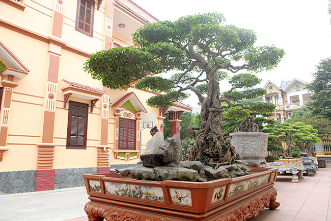 Kể về quá trình mua cây, anh Toàn cho biết, những cây cảnh quý hiếm thường rất khó mua, để mua được cây sanh “Ông Bụt” anh tốn nhiều công sức nhất.