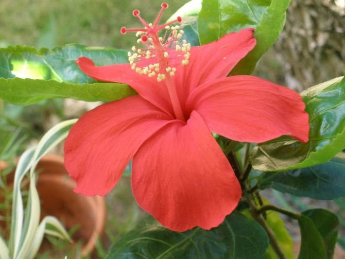 Kokia cookei là một loài hoa thực sự quý hiếm, được tìm thấy ở Hawaii. Nó được phát hiện lần đầu tiên vào năm 1860 nhưng được chứng minh là quá khó đến nhân giống. Năm 1950, loài hoa này được cộng đồng khoa học coi là đã tuyệt chủng thế nhưng may mắn thay, một nhánh đã được cứu và bắt đầu nở hoa lần nữa.