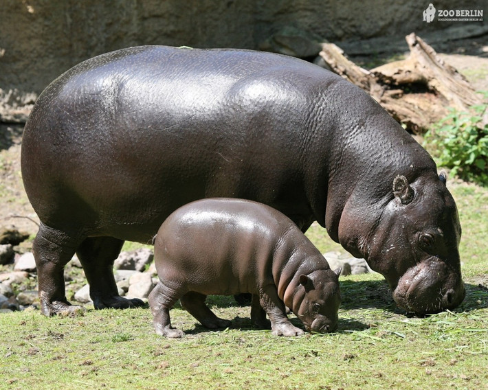 Hà mã, tên khoa học là Hippopotamus amphibius, là một loài động vật có vú ăn cỏ lớn sống ở Châu Phi cận Sahara. Mặc dù là động vật ăn cỏ nhưng hà mã lại nổi tiếng là loài động vật vô cùng hung dữ. Nó cũng được xem như một trong những động vật nguy hiểm nhất ở châu Phi. Hàng năm có 2900 người bị giết bởi loài này.