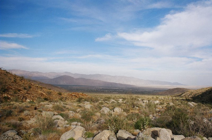 Chỉ ở những nơi có suối hoặc lạch chảy qua, Anza-Borrego mới hình thành những ốc đảo tươi tốt, hấp dẫn động vật kéo tới sinh sống.