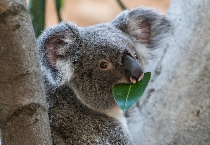 Trong loại lá này có chứa những chất độc nhất định nhưng cơ thể của gấu koala trưởng thành lại có thể tiêu hóa loại lá này nhờ một bộ phận gọi là "cecum".