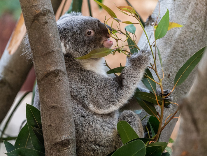 Trong ảnh là gấu koala đang nhấm nháp những chiếc lá bạch đàn non với điệu bộ vô cùng thoải mái, nhàn nhã, khiến người khác chỉ muốn ngắm mãi không rời mắt.