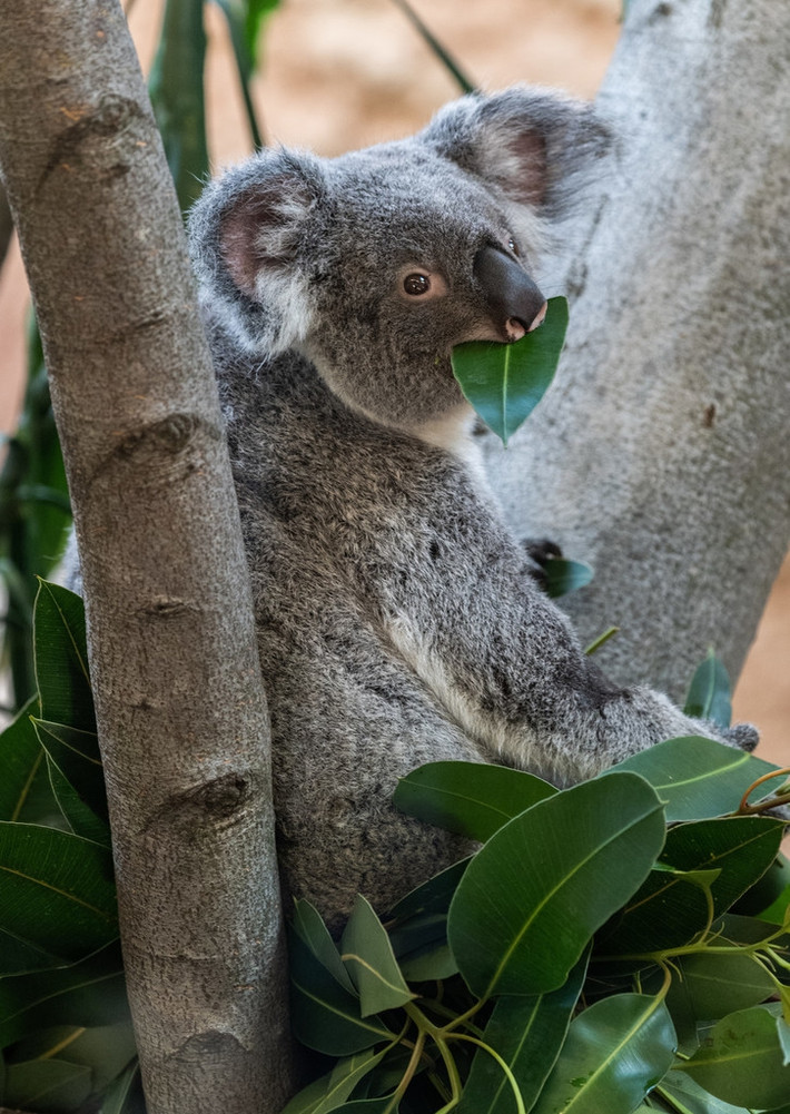 Điều lạ lùng là gấu koala ngủ tới 18-20 tiếng mỗi ngày và không hề cảm thấy điều đó là bất thường. Chúng cũng rất hiếm khi uống nước.