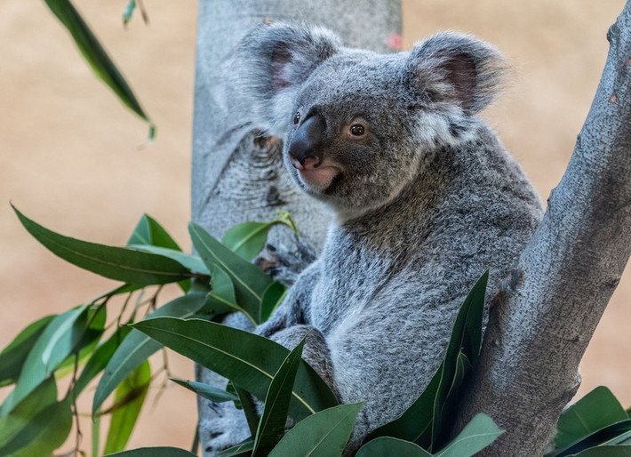 Gấu koala được biết đến là chủ yếu ngủ vào ban ngày, chỉ đêm mới thức dậy để ăn. Vì vậy, chứng kiến một gấu koala ăn uống vào ban ngày là chuyện khá thú vị.