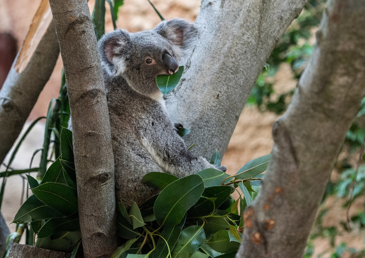 Các nhà nghiên cứu cho rằng gấu koala ngủ nhiều là vì chế độ dinh dưỡng nghèo nàn năng lượng từ lá cây bạch đàn. Đó là chưa kể đến việc phần lớn năng lượng của cơ thể phải dùng để tiêu hóa.