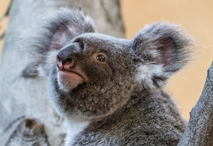Thức ăn duy nhất của gấu koala là lá cây bạch đàn hay còn gọi là khuynh diệp.