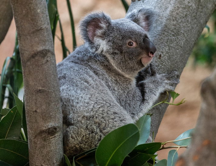 Thú vị thay, ngủ nhiều, lười vận động nhưng gấu koala không hề chậm chạp, thực chất, gấu koala còn có thể chạy nhanh như thỏ. Chúng tiết kiệm năng lượng nên sẽ không chạy nếu như không cần thiết.