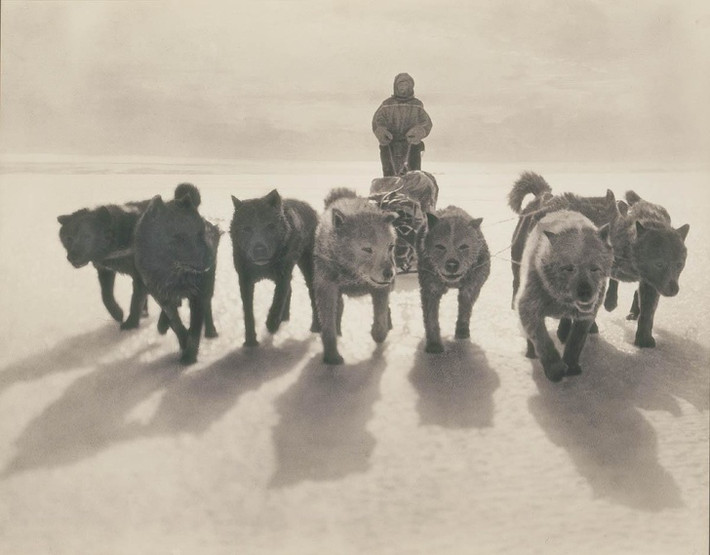 Những con chó kéo xe trượt tuyết trong chuyến thám hiểm Nam Cực năm 1911 - 1914.