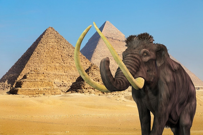 Khi kim tự tháp ở Giza được xây dựng, voi ma mút vẫn tồn tại trên Trái đất.