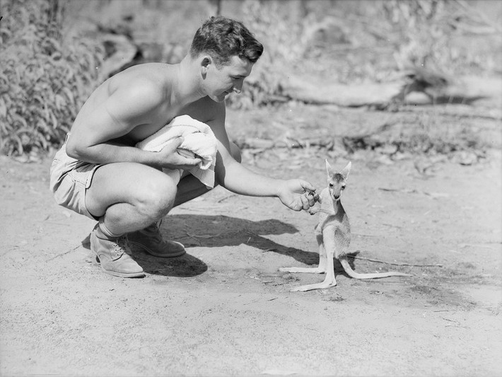 Binh sĩ Mỹ thích thú khi gặp một con chuột túi nhỏ xíu ở Australia năm 1942.