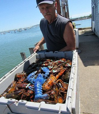 Một ngư dân đánh bắt tôm hùm ở Massachusetts, Mỹ, vô cùng may mắn khi phát hiện con tôm hùm màu xanh dương quý hiếm trong lưới.