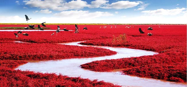 Biển Đỏ (Red Beach) ở Trung Quốc nổi tiếng thế giới khi bãi biển đỏ thẫm do sự phát triển của một loài cỏ dại phát triển vào mùa thu.