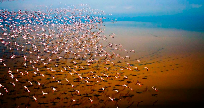 Nằm ở phía bắc Tanzania thuộc Đông Phi, hồ Natron thoạt nhìn rất đỗi thanh bình giống như nhiều hồ nước khác trên thế giới. Tuy nhiên, đây thực chất là " vùng nước tử thần" vô cùng nguy hiểm.