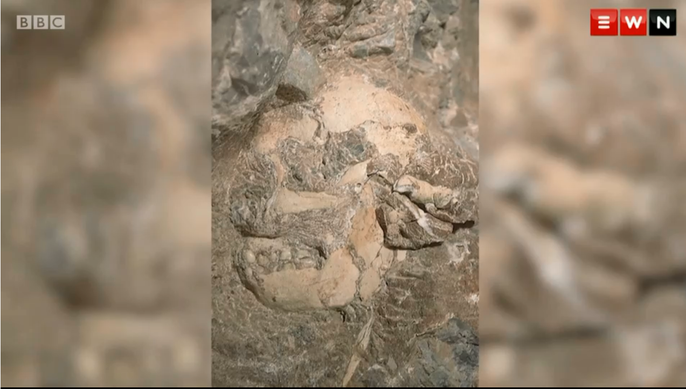 Bộ hài cốt được tìm thấy vào những năm 1990 và từng bị phân loại là Australopithecus, một nhóm vượn dạng người. Tuy nhiên, nhóm nghiên cứu không đồng tình với kết quả và vẫn tiếp tục công việc.