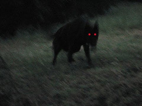 Người dân Anh truyền tai nhau câu chuyện rằng Black Shuck là con chó sói ma đáng sợ.