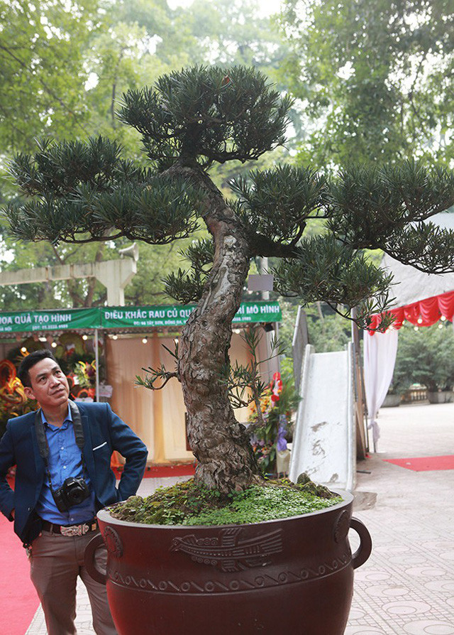 Đôi tùng ta của ông Mười (Thái Bình) có giá trị vài tỷ đồng, thân mốc trắng chứng tỏ cây đã nhiều năm tuổi.