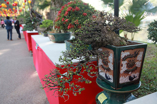 Tác phẩm bonsai mini chiếm chủ yếu phần trưng bày. Theo anh Việt Quân (Hà Nội), người có nhiều tác phẩm trưng bày cho biết, chăm sóc cây nhỏ khó hơn cây to. Để có một tác phẩm cây cảnh nhỏ mà đẹp, người chơi phải có kinh nghiệm và hiểu biết tính năng, thổ nhưỡng của từng loại sao cho hợp.