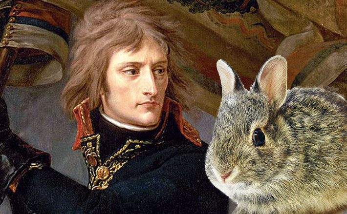 Hoàng đế Napoleon nổi tiếng với sở thích đi săn bắn lúc rảnh rỗi. Đặc biệt, nhà cầm quân xuất sắc của Pháp rất thích săn thỏ vì chúng chạy rất nhanh và khó bắn trúng.