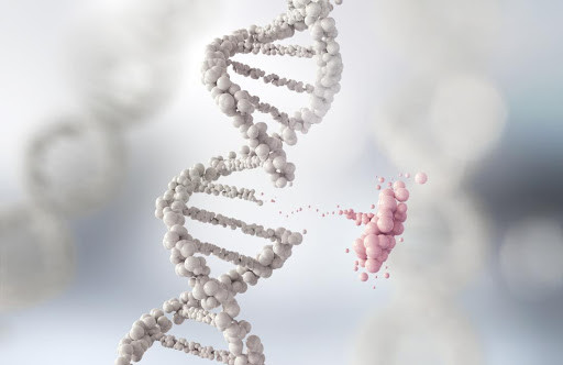 Các gen khỏe mạnh hơn: Chế độ ăn chay sẽ tạo ra cấu trúc gen hoặc DNA khỏe mạnh hơn. Các chất chống oxy hóa và chất dinh dưỡng có trong rau cũng có thể giúp sửa chữa các tổn thương DNA và giảm sản sinh các tế bào ung thư. Ngoài ra, việc ăn chay cũng giúp các mô lão hóa chậm hơn, do đó, giúp bạn trẻ trung.