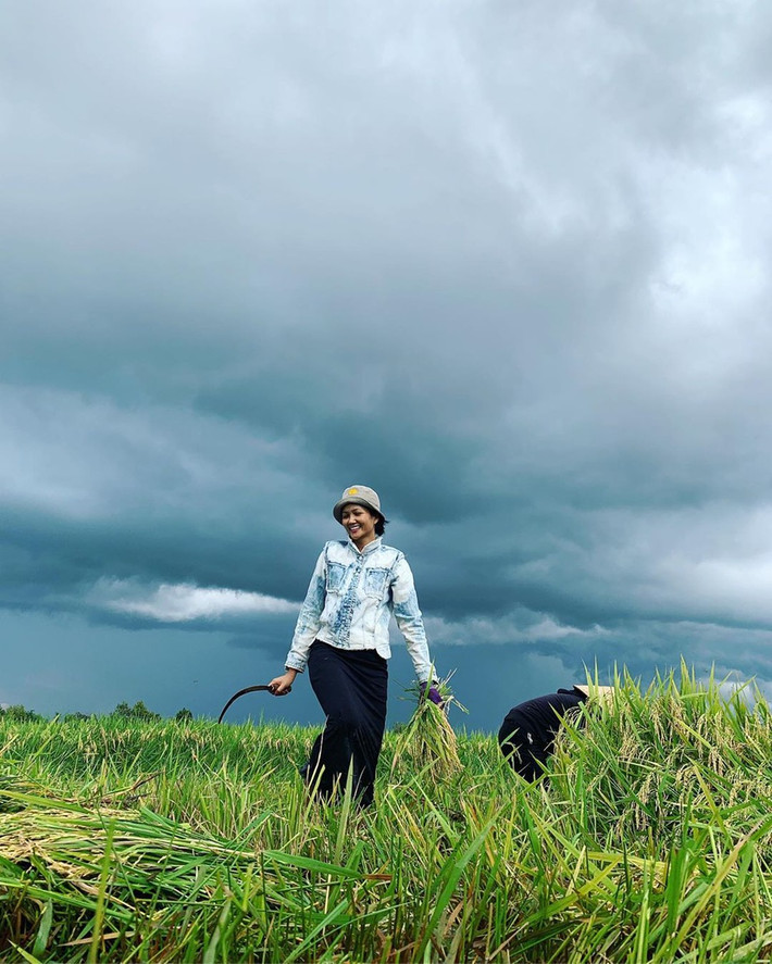 Thế nhưng, H'hen Niê cũng có những khoảnh khắc giản dị đến không ngờ. Cô đi dép tông, không ngại ra đồng gặt lúa, nhặt rau.... Tất cả những điều đó đã khiến H'hen Niê càng trở nên đặc biệt trong rừng mỹ nhân của showbiz.