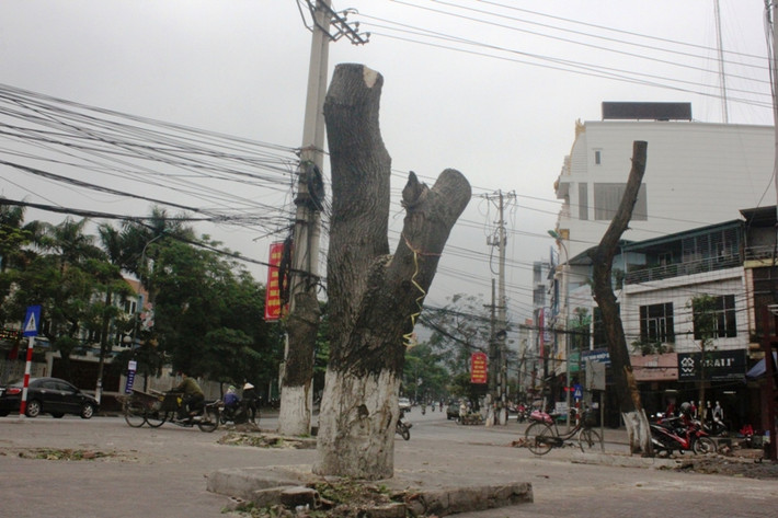 “Thành phố Cẩm Phả được Bộ Xây dựng công nhận đô thị loại 2 từ tháng 2/2015. Đô thị loại 2 phải đáp ứng đủ các tiêu chí như cây xanh, vỉa hè, lòng đường...Trước đây, cây xanh trên các tuyến phố đủ các chủng loại như hoa sữa, gạo gai, bằng lăng, cây bàng. Với quyết tâm cao, cuối năm 2015, UBND TP có chủ trương thay thế cây xanh trên 4 tuyến phố. Đây là dự án nằm trong 24 dự án được Chủ tịch tỉnh chấp thuận với chi phí khoảng hơn 10 tỷ đồng. Trong đó có cả vốn xã hội hóa”, ông Phạm Ngọc Vinh thông tin.