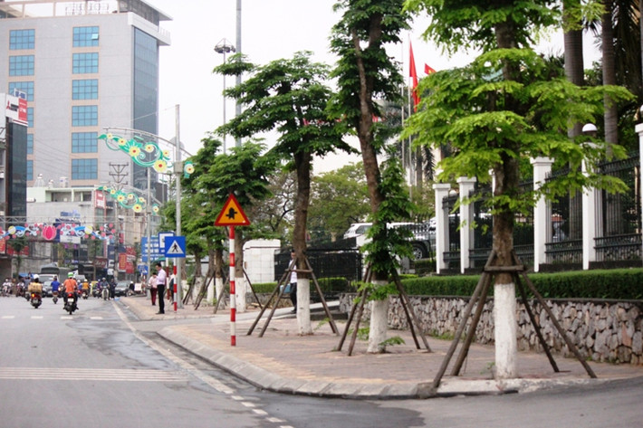 Một số cây sưa trồng thí điểm trước đây đã lên xanh lá.