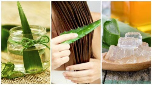 Trị rụng tóc: Trộn 2 thìa gel lô hội với 2 - 3 giọt tinh dầu dừa và 1 - 2 thìa mật ong, dùng hỗn hợp làm mặt nạ, ủ tóc trong 40 phút rồi gội sạch lại. Áp dụng liệu pháp này 2 lần mỗi tuần để thấy hiệu quả rõ rệt. Ảnh: BS, Internet.