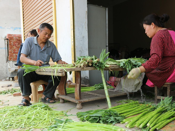 Rau cần biển hay còn gọi là rau tiến vua ở Việt Nam, đây là một cống phẩm rất nổi tiếng trong thời kỳ vua chúa trước đây của người Trung Quốc. Vào thời điểm đó, chỉ có người trong dòng dõi quý tộc mới có cơ hội thưởng thức.