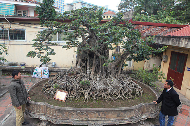 Cây sanh cổ “Cửu long tranh châu" trồng trong chậu có bộ rễ với chu vi lớn nhất Việt Nam, hiện thuộc sở hữu của một doanh nhân ở Hoàng Mai (Hà Nội).
