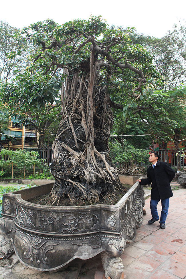 Sanh cổ được uốn theo thế "Mộc thạch nghênh phong". Tại sao lại là "Mộc thạch nghênh phong"? Vì cây sanh này có một bộ rễ ôm đá mà thế đứng làm cho cây và khối đá dưới chân gắn chặt vào nhau như đưa toàn thân vươn lên cùng nghênh đón gió, chủ cây cho biết.